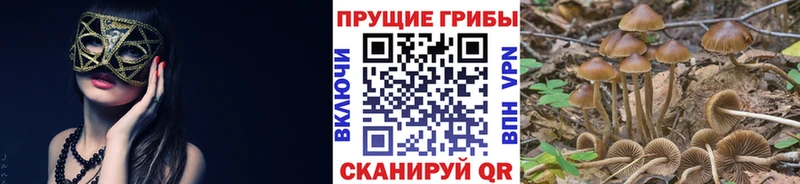 Псилоцибиновые грибы GOLDEN TEACHER Усмань